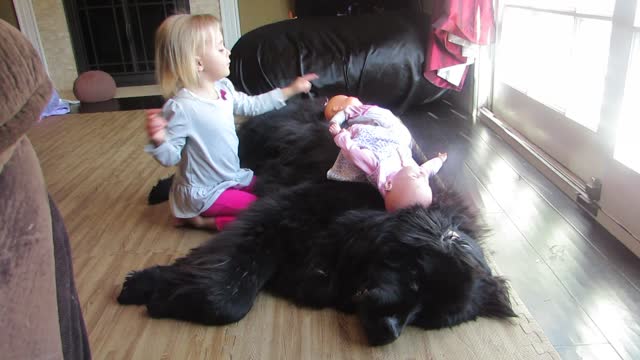 Relaxed dog entertains toddler