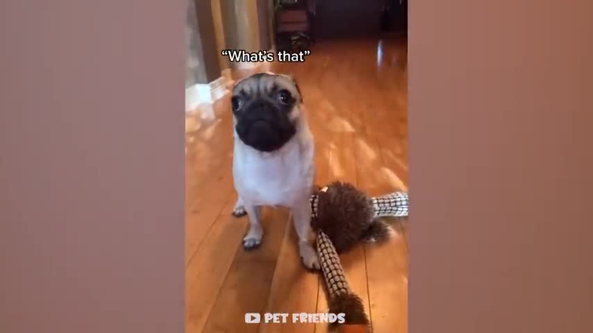 Funny video