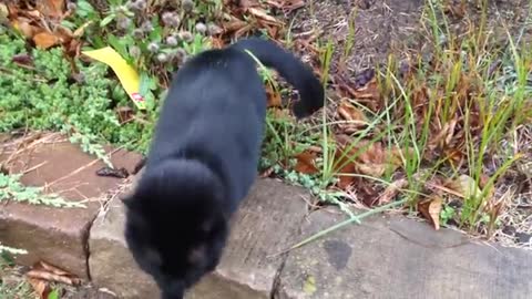 A Very Talkative Friendly Black Cat