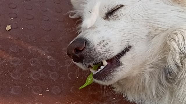 Dog Eating pea white Dog My Pet his name is tuffy