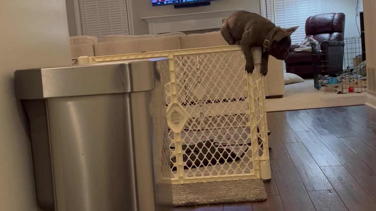 French Bulldog Pup Escapes Pen