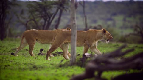 Thease lions are so powerful