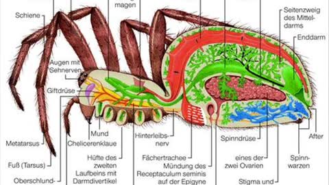 Ya Tablarim ( ARABIC SHARQ )