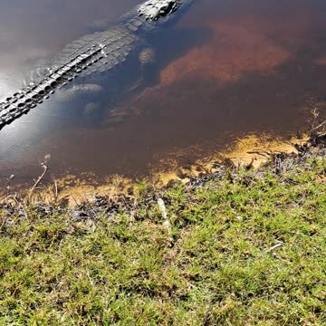 Adam and Eve had dominion over all these creatures, quite a challenge.