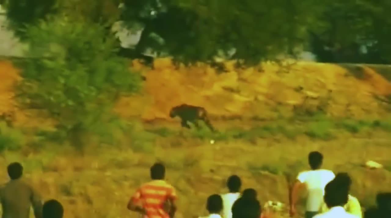 Dangerous tiger attack on human in Safari park.