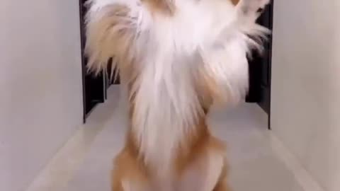 Animals funny video doggy lover 😎😍❤️🥰le selfi le selfire