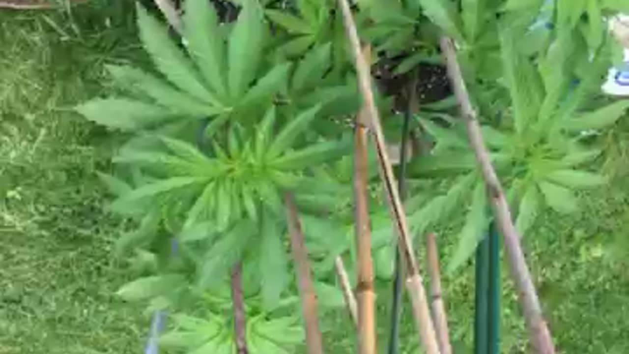 California upset llegals were sent there part 1 icb *