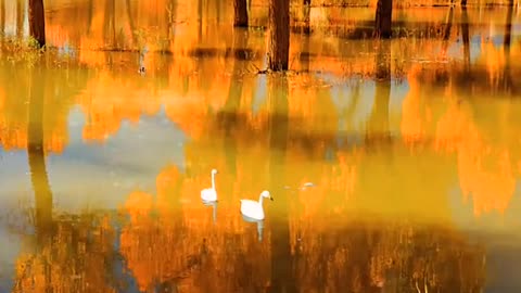 A wisp of autumn wind