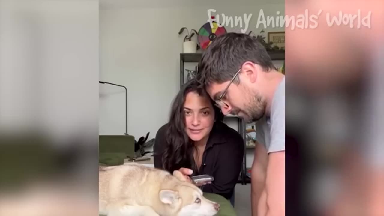Funniest dogs and cats