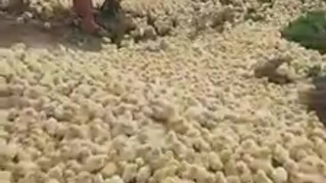 Thousands of chickens coming out of the ground