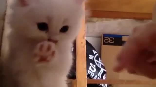 Cute little cat