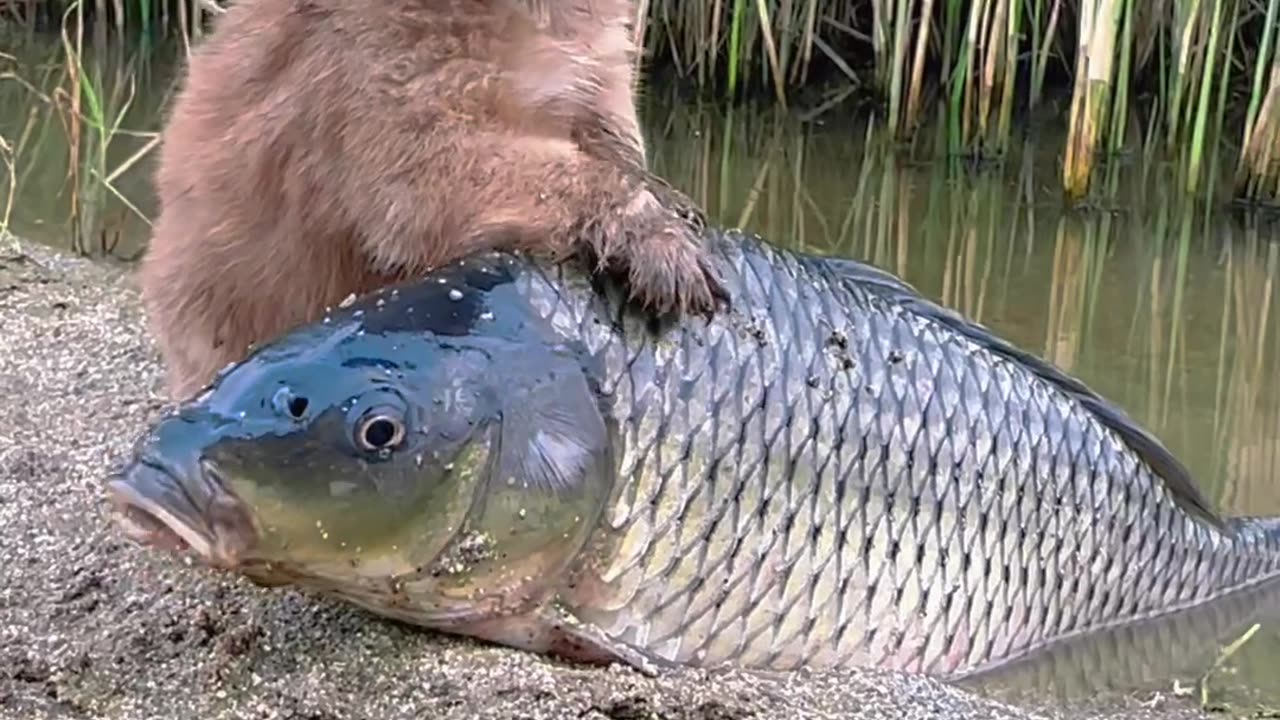 Sweet Pet