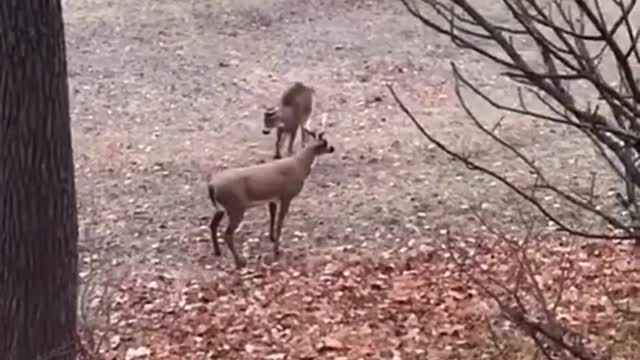 FUNNY ANIMALS VIDEOS TRY NOT TO DOG... LAUGH | FUNNY CATS | FUNNY