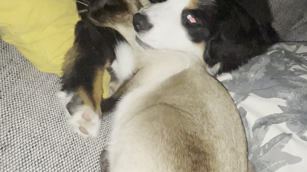 Cat Claims Dog As Her Own