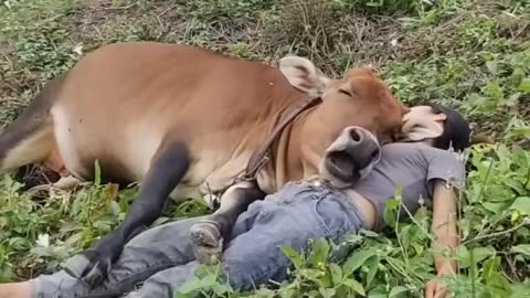 Cow and girl funny 🤣