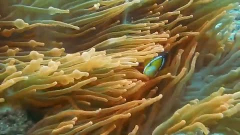 Discovery amazing ocean #sound video beautiful #