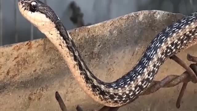 Frogs are trapped when snakes eat