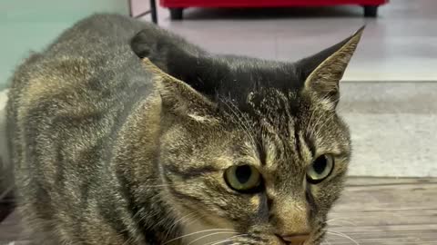 Lovely cat2