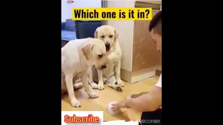 funny dogs