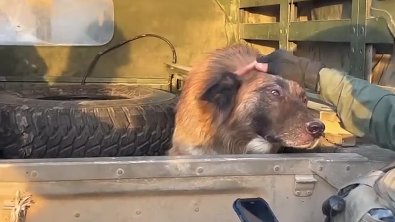 The IDF save a stray dog from Gaza #israel