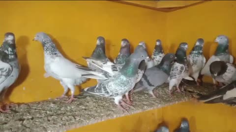 Beautiful pigeon breeder pair best flying
