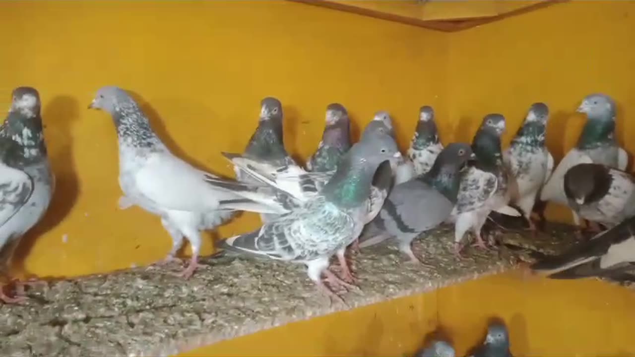 Beautiful pigeon breeder pair best flying
