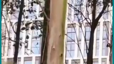 It seems like a new 5G Laser is used to cut trees.