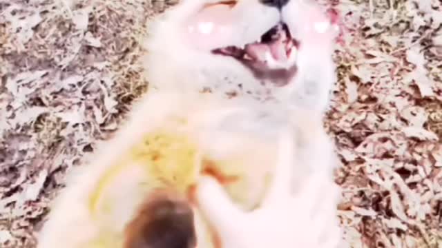 tickling the cat to laugh is so adorable