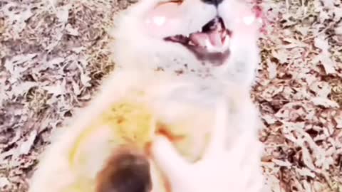 tickling the cat to laugh is so adorable