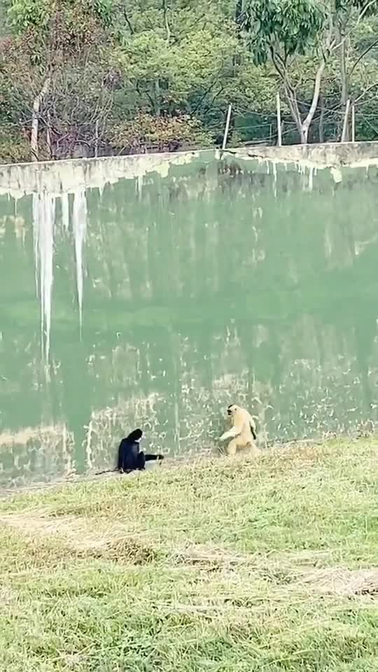 compilation | baby animals 79 | cute animals 79 | kids #shorts