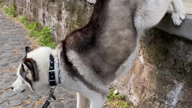 Kyra the Husky does Handstand to Pee