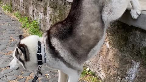 Kyra the Husky does Handstand to Pee