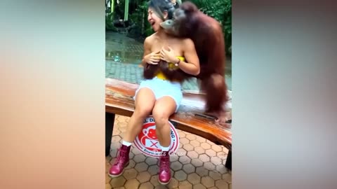 Funny Animal Videos