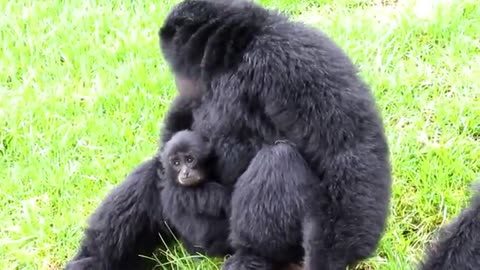 Siamang apes go wild....