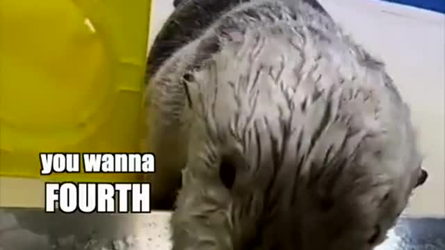More otter vids on the way, for now enjoy one of my favs
