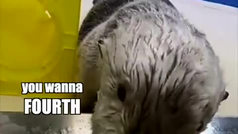More otter vids on the way, for now enjoy one of my favs