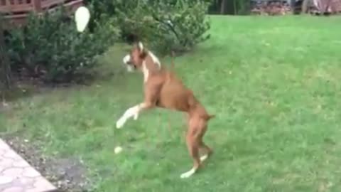 Cute Dog Playing with Balloon the balloon dog