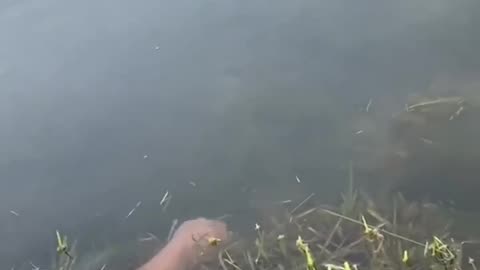 catch fish with your finger😱😱😱