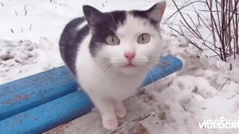 Cute Cat Gif