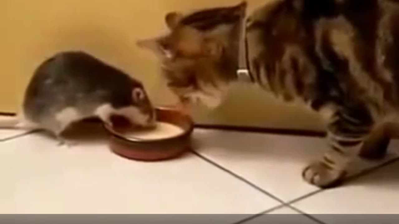Funny mouse hehe