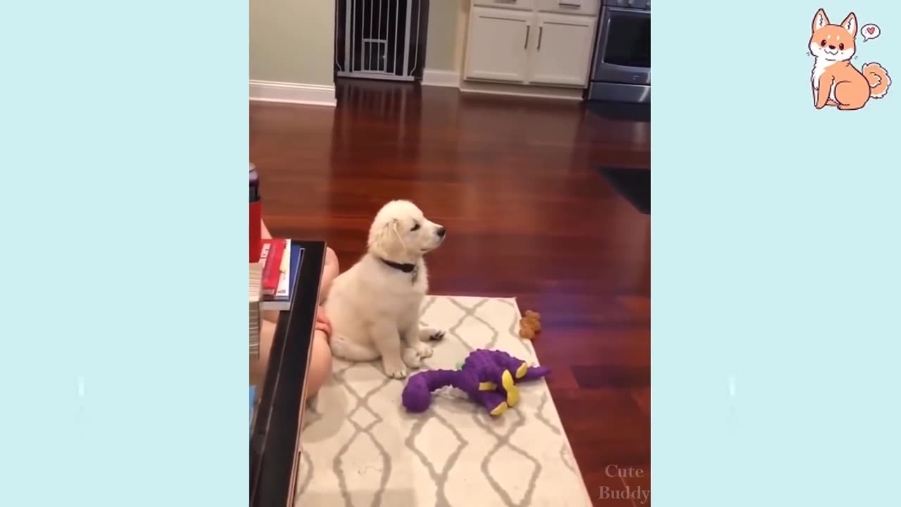 Funny Dogs