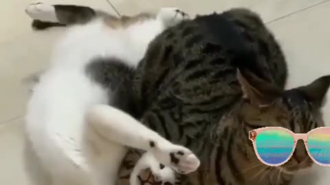 🐱 Funny cat videos - cute cats - Try not to laugh - Cat videos Compilation #shorts 🐈_60