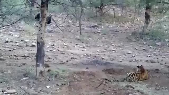 Three Bear Attack in Tiger