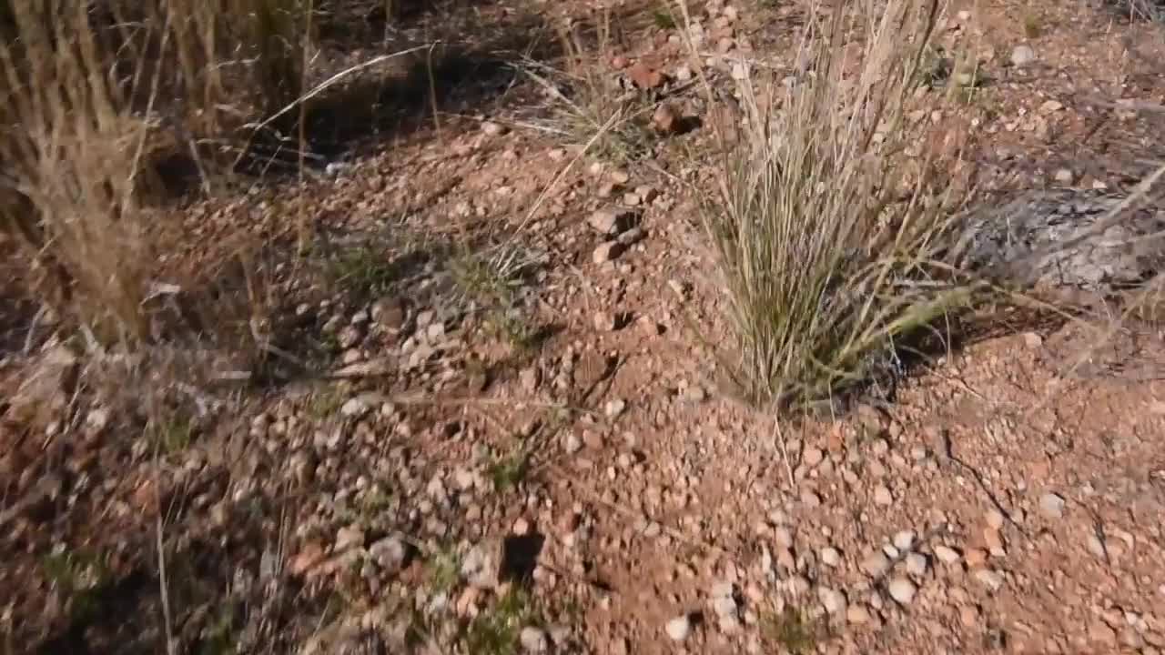 Survival: How to eat barrel cactus fruit in the wild