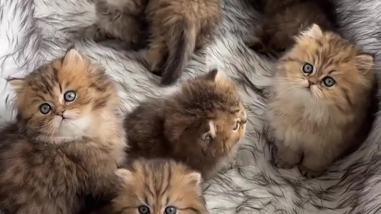 #cat