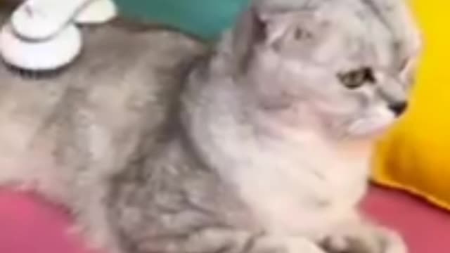 Cat Hair cut - Beautiful funny cat video -viral 2022