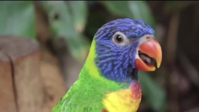 Cute parrot talking