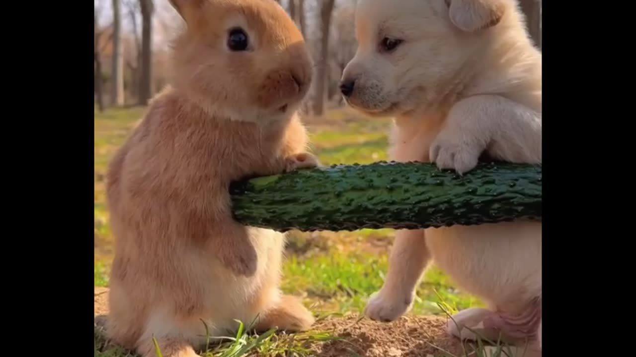 Cat and Dog love 🌸