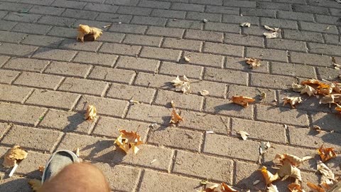 dry leafs on the ground