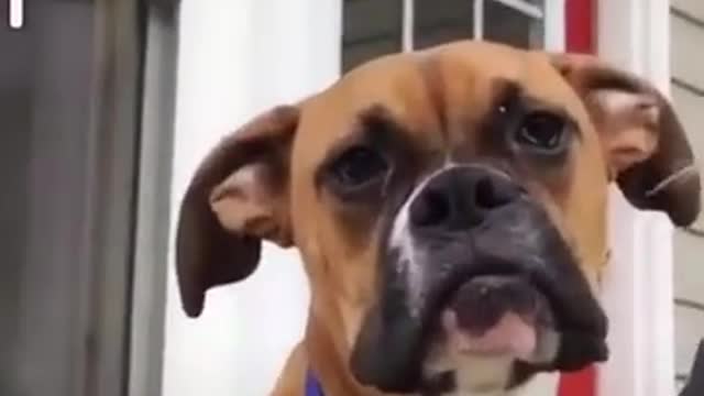 I think the dog is broken 🤣 Funniest 🐶 Dogs - Awesome Funny Pet Animals Videos